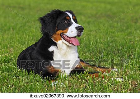 "Bernese Mountain dog (Canis lupus familiaris) puppy, bitch" View Large Photo Image Stock Image - "Bernese Mountain dog (Canis lupus familiaris) puppy, bitch". Fotosearch
