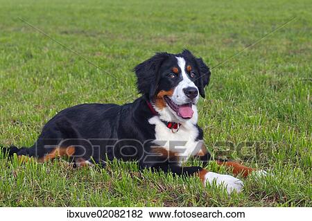 Stock Image - "Bernese Mountain Dog (Canis lupus familiaris), young female". Fotosearch
