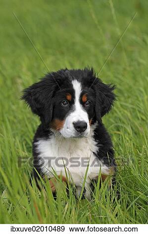 "Bernese Mountain Dog (Canis lupus familiaris), puppy, portrait" View Large Photo Image Stock Photo - "Bernese Mountain Dog (Canis lupus familiaris), puppy, portrait". Fotosearch