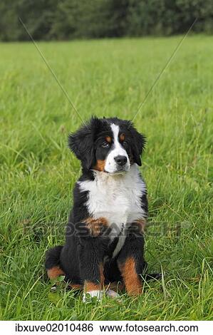 "Bernese Mountain Dog (Canis lupus familiaris), puppy" View Large Photo Image Stock Photograph - "Bernese Mountain Dog (Canis lupus familiaris), puppy". Fotosearch