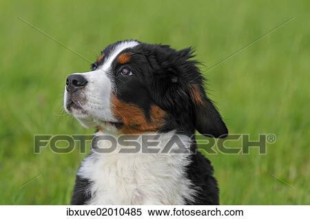 "Bernese Mountain Dog (Canis lupus familiaris), puppy, portrait" View Large Photo Image Stock Photography - "Bernese Mountain Dog (Canis lupus familiaris), puppy, portrait". Fotosearch