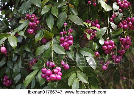 "Berries on a Brush Cherry (Eugenia myrtifolia), Vallehermoso, Canary Islands, Spain, Europe" View Large Photo Image Stock Photo - "Berries on a Brush Cherry (Eugenia myrtifolia), Vallehermoso, Canary Islands, Spain, Europe". Fotosearch