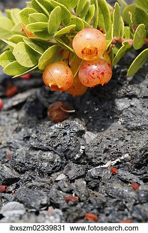 Stock Image - "Berries on a lush ohelo shrub (Vaccinium reticulatum), Hawaii Volcanoes National Park, Big Island, Hawaii, USA". Fotosearch