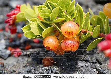 "Berries on a lush ohelo shrub (Vaccinium reticulatum), Hawaii Volcanoes National Park, Big Island, Hawaii, USA" View Large Photo Image Stock Image - "Berries on a lush ohelo shrub (Vaccinium reticulatum), Hawaii Volcanoes National Park, Big Island, Hawaii, USA". Fotosearch