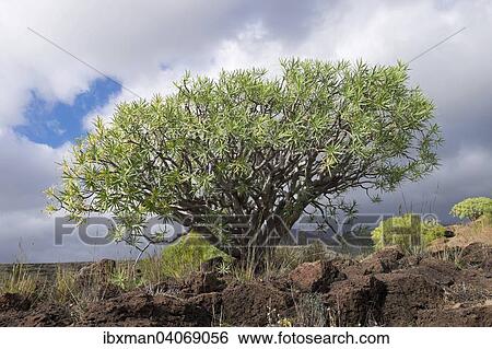 "Berthelot Spurge (Euphorbia berthelotii), Alajero, La Gomera, Canary Islands, Spain, Europe" View Large Photo Image Stock Photograph - "Berthelot Spurge (Euphorbia berthelotii), Alajero, La Gomera, Canary Islands, Spain, Europe". Fotosearch