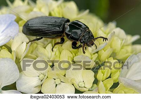 "Bessbug (Passalidae), Tandayapa region, Andean cloud forest, Ecuador, South America" View Large Photo Image Stock Image - "Bessbug (Passalidae), Tandayapa region, Andean cloud forest, Ecuador, South America". Fotosearch
