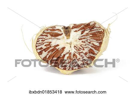 "Betel nut, Areca nut (Areca catechu)" View Large Photo Image Stock Photo - "Betel nut, Areca nut (Areca catechu)". Fotosearch