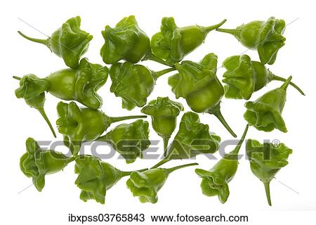 Bhut Jolokia chilies View Large Photo Image Stock Image - Bhut Jolokia chilies. Fotosearch