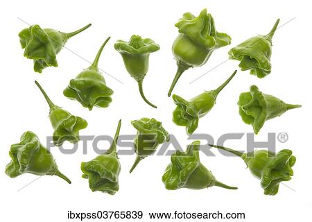 Stock Photo - Bhut Jolokia chilies. Fotosearch