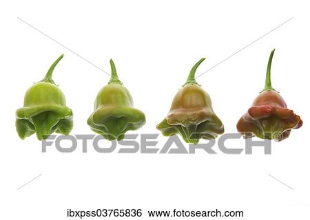 Bhut Jolokia chilies View Large Photo Image Stock Photograph - Bhut Jolokia chilies. Fotosearch