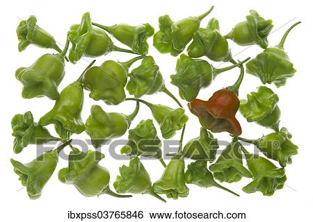 Stock Photograph - Bhut Jolokia or Naga Jolokia chilies. Fotosearch