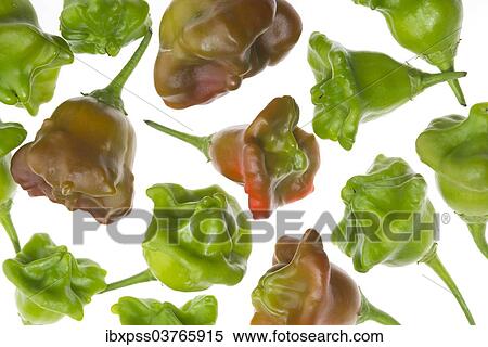 Stock Photography - Bhut Jolokia or Naga Jolokia chilies. Fotosearch