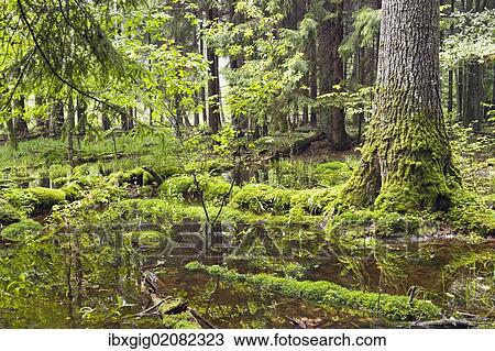 "Bialowieza Forest, Bialowieza National Park, Poland, Europe" View Large Photo Image Stock Image - "Bialowieza Forest, Bialowieza National Park, Poland, Europe". Fotosearch
