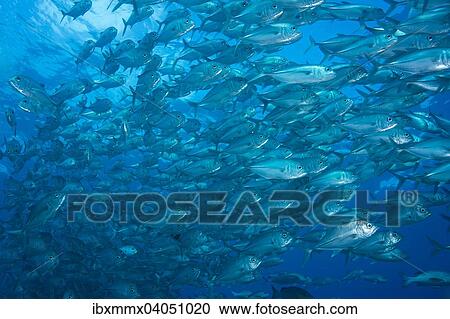 "Bigeye Trevally (Caranx sexfasciatus), school of trevallies, Palau, Oceania" View Large Photo Image Stock Image - "Bigeye Trevally (Caranx sexfasciatus), school of trevallies, Palau, Oceania". Fotosearch