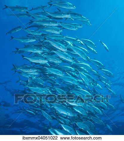 "Bigeye Trevally (Caranx sexfasciatus), school of trevallies, Palau, Oceania" View Large Photo Image Stock Image - "Bigeye Trevally (Caranx sexfasciatus), school of trevallies, Palau, Oceania". Fotosearch
