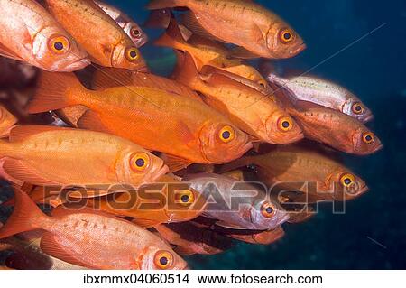 "Bigeyes (Priacanthus hamrur), Pacific Ocean, Palau, Oceania" View Large Photo Image Picture - "Bigeyes (Priacanthus hamrur), Pacific Ocean, Palau, Oceania". Fotosearch
