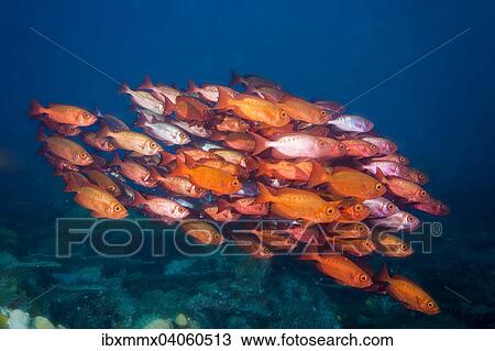 "Bigeyes (Priacanthus hamrur), Pacific Ocean, Palau, Oceania" View Large Photo Image Stock Image - "Bigeyes (Priacanthus hamrur), Pacific Ocean, Palau, Oceania". Fotosearch