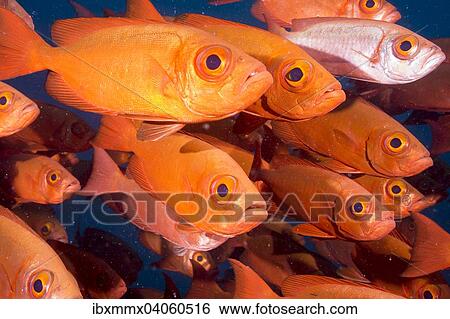 "Bigeyes (Priacanthus hamrur), Pacific Ocean, Palau, Oceania" View Large Photo Image Stock Photograph - "Bigeyes (Priacanthus hamrur), Pacific Ocean, Palau, Oceania". Fotosearch