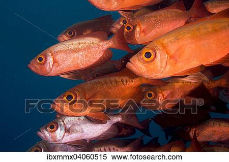 "Bigeyes (Priacanthus hamrur), Pacific Ocean, Palau, Oceania" View Large Photo Image Stock Photography - "Bigeyes (Priacanthus hamrur), Pacific Ocean, Palau, Oceania". Fotosearch
