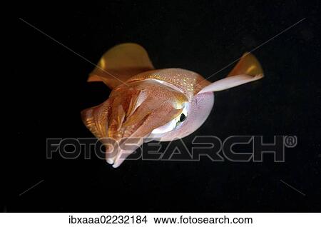 "Bigfin reef squid (Sepioteuthis lessoniana), Red Sea, Egypt, Africa" View Large Photo Image Picture - "Bigfin reef squid (Sepioteuthis lessoniana), Red Sea, Egypt, Africa". Fotosearch