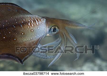 "Bigfin Reef Squid (Sepioteuthis lessoniana), Gulf of Oman, Oman, Asia" View Large Photo Image Picture - "Bigfin Reef Squid (Sepioteuthis lessoniana), Gulf of Oman, Oman, Asia". Fotosearch