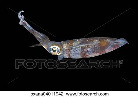 "Bigfin Reef Squid (Sepioteuthis lessoniana), Bohol Sea, Philippines, Asia" View Large Photo Image Stock Image - "Bigfin Reef Squid (Sepioteuthis lessoniana), Bohol Sea, Philippines, Asia". Fotosearch