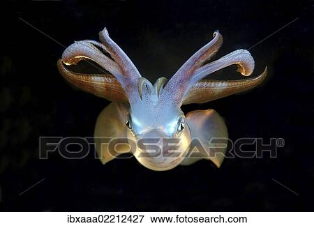"Bigfin reef squid (Sepioteuthis lessoniana), Red Sea, Egypt, Africa" View Large Photo Image Stock Photo - "Bigfin reef squid (Sepioteuthis lessoniana), Red Sea, Egypt, Africa". Fotosearch