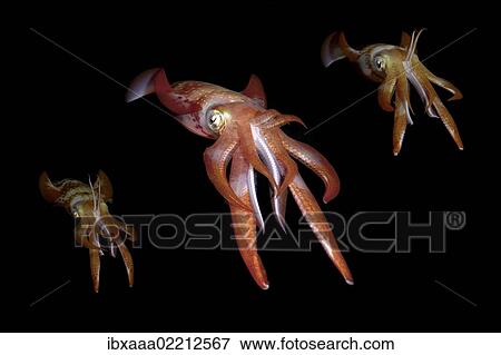 "Bigfin reef squid (Sepioteuthis lessoniana), Red Sea, Egypt, Africa" View Large Photo Image Stock Photo - "Bigfin reef squid (Sepioteuthis lessoniana), Red Sea, Egypt, Africa". Fotosearch