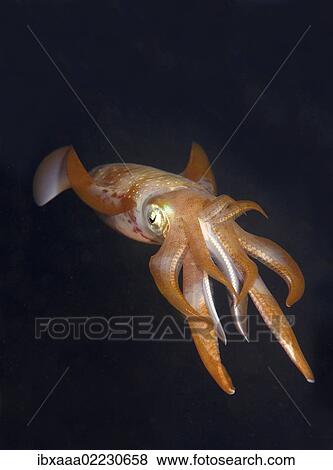 "Bigfin reef squid (Sepioteuthis lessoniana), Red Sea, Egypt, Africa" View Large Photo Image Stock Photo - "Bigfin reef squid (Sepioteuthis lessoniana), Red Sea, Egypt, Africa". Fotosearch