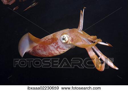 "Bigfin reef squid (Sepioteuthis lessoniana), Red Sea, Egypt, Africa" View Large Photo Image Stock Photo - "Bigfin reef squid (Sepioteuthis lessoniana), Red Sea, Egypt, Africa". Fotosearch