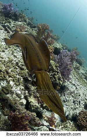 "Bigfin Reef Squid (Sepioteuthis lessoniana), Gulf of Oman, Oman, Asia" View Large Photo Image Stock Photograph - "Bigfin Reef Squid (Sepioteuthis lessoniana), Gulf of Oman, Oman, Asia". Fotosearch