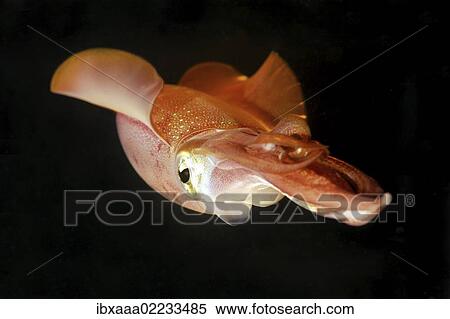 "Bigfin reef squid (Sepioteuthis lessoniana), Red Sea, Egypt, Africa" View Large Photo Image Stock Photography - "Bigfin reef squid (Sepioteuthis lessoniana), Red Sea, Egypt, Africa". Fotosearch