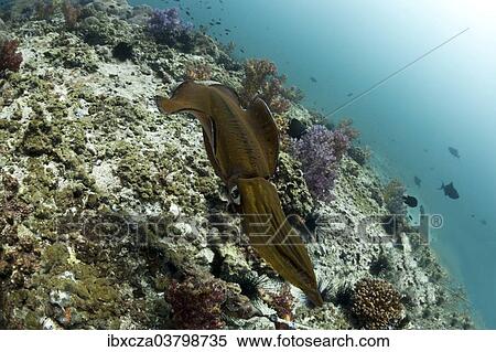 Stock Photography - "Bigfin Reef Squid (Sepioteuthis lessoniana), Gulf of Oman, Oman, Asia". Fotosearch