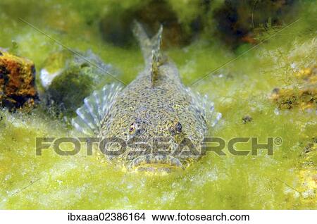 "Bighead sculpin (Batrachocottus baicalensis), Lake Baikal, Siberia, Russian Federation, Eurasia" View Large Photo Image Picture - "Bighead sculpin (Batrachocottus baicalensis), Lake Baikal, Siberia, Russian Federation, Eurasia". Fotosearch