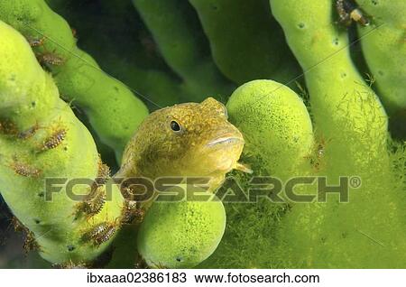 "Bighead sculpin (Batrachocottus baicalensis), Lake Baikal, Siberia, Russian Federation, Eurasia" View Large Photo Image Stock Image - "Bighead sculpin (Batrachocottus baicalensis), Lake Baikal, Siberia, Russian Federation, Eurasia". Fotosearch