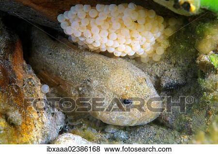 "Bighead sculpin (Batrachocottus baicalensis), Lake Baikal, Siberia, Russian Federation, Eurasia" View Large Photo Image Stock Photo - "Bighead sculpin (Batrachocottus baicalensis), Lake Baikal, Siberia, Russian Federation, Eurasia". Fotosearch