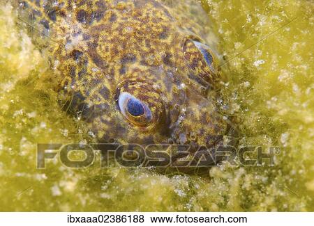 Stock Photo - "Bighead sculpin (Batrachocottus baicalensis), Lake Baikal, Siberia, Russian Federation, Eurasia". Fotosearch