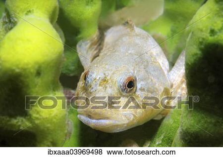 "Bighead Sculpin (Batrachocottus baicalensis), Lake Baikal, Siberia, Russia, Europe" View Large Photo Image Stock Photo - "Bighead Sculpin (Batrachocottus baicalensis), Lake Baikal, Siberia, Russia, Europe". Fotosearch