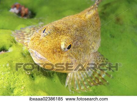 "Bighead sculpin (Batrachocottus baicalensis), Lake Baikal, Siberia, Russian Federation, Eurasia" View Large Photo Image Stock Photography - "Bighead sculpin (Batrachocottus baicalensis), Lake Baikal, Siberia, Russian Federation, Eurasia". Fotosearch