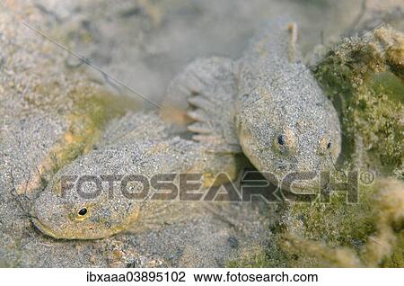"Bighead Sculpins (Batrachocottus baicalensis), Lake Baikal, Siberia, Russia, Europe" View Large Photo Image Stock Image - "Bighead Sculpins (Batrachocottus baicalensis), Lake Baikal, Siberia, Russia, Europe". Fotosearch