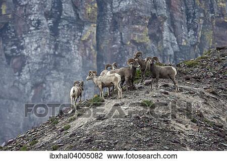 Stock Image - "Bighorn Sheep (Ovis canadensis), Glacier National Park, Montana, United States, North America". Fotosearch