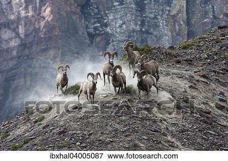 "Bighorn Sheep (Ovis canadensis), Glacier National Park, Montana, United States, North America" View Large Photo Image Stock Photo - "Bighorn Sheep (Ovis canadensis), Glacier National Park, Montana, United States, North America". Fotosearch