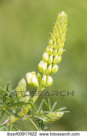 "Bigleaf Lupine or Garden Lupine (Lupinus polyphyllus), Northumberland, England, United Kingdom, Europe" View Large Photo Image Stock Image - "Bigleaf Lupine or Garden Lupine (Lupinus polyphyllus), Northumberland, England, United Kingdom, Europe". Fotosearch