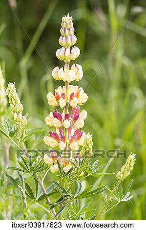 "Bigleaf Lupine or Garden Lupine (Lupinus polyphyllus), Northumberland, England, United Kingdom, Europe" View Large Photo Image Stock Image - "Bigleaf Lupine or Garden Lupine (Lupinus polyphyllus), Northumberland, England, United Kingdom, Europe". Fotosearch