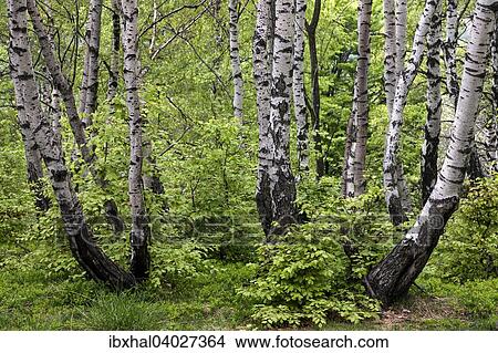 Picture - "Birch (Betula), birch grove, birch forest in Monte Cambarogno, Canton of Ticino, Switzerland, Europe". Fotosearch