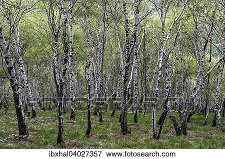 Stock Photo - "Birch (Betula), birch grove, birch forest in Monte Cambarogno, Canton of Ticino, Switzerland, Europe". Fotosearch