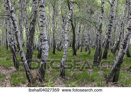 "Birch (Betula), birch grove, birch forest in Monte Cambarogno, Canton of Ticino, Switzerland, Europe" View Large Photo Image Stock Photo - "Birch (Betula), birch grove, birch forest in Monte Cambarogno, Canton of Ticino, Switzerland, Europe". Fotosearch