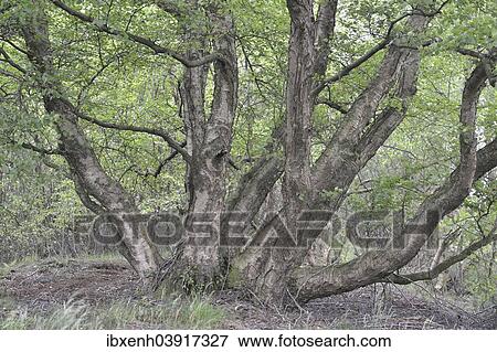 "Birch (Betula pendula), Emsland, Lower Saxony, Germany, Europe" View Large Photo Image Stock Photo - "Birch (Betula pendula), Emsland, Lower Saxony, Germany, Europe". Fotosearch