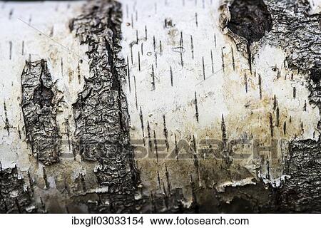 Picture - "Birch (Betula sp. ), detail of bark". Fotosearch