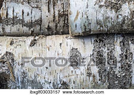 "Birch (Betula sp. ), detail of bark" View Large Photo Image Stock Photo - "Birch (Betula sp. ), detail of bark". Fotosearch